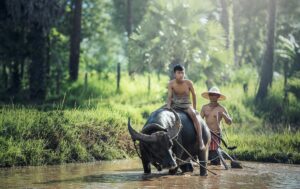 2.のどかな田舎でスローライフを楽しめる：カンボジア